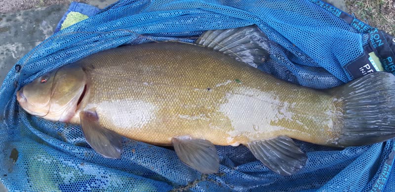 A large tench resting on a wet landing net on the bank