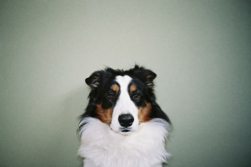 A border collie lying down against a plain oatmeal background