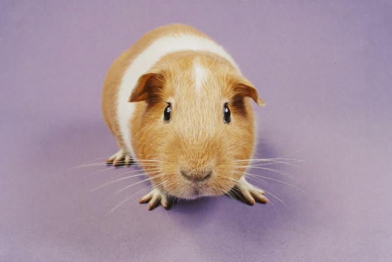 A guinea pig against a plain lilac background