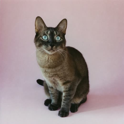 A shorthair cat against a plain soft pink background
